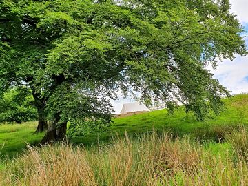 Mature trees