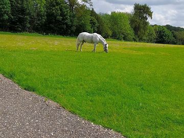 Horse grazing