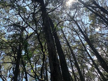 Light shining through the trees