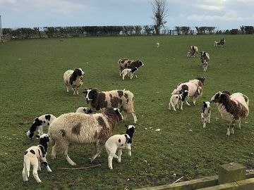 The site's neighbours