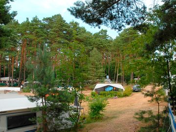 Grass pitches surrounded by trees