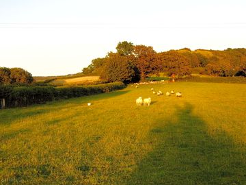 Sheep on the camping field