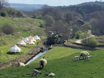 Sheep grazing above the site