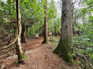 Family pitch in woodland