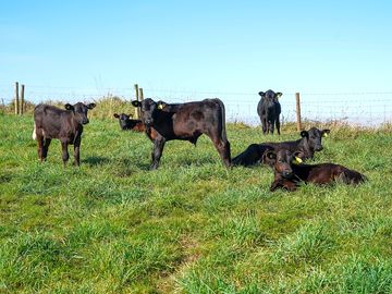 Cows in the next field