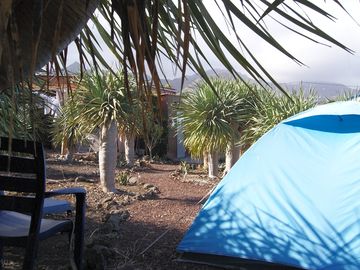 Pitches among the trees