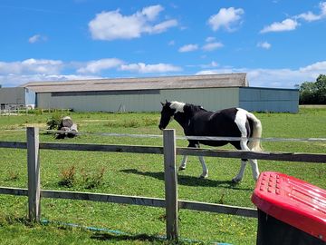 Lovley to see the horses