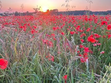 Gorgeous poppies
