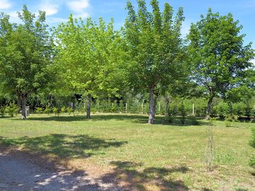 Grass pitches with trees for shade
