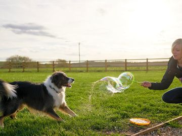 Dog playing in the field