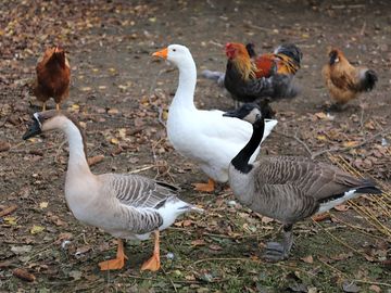 Fellow site residents