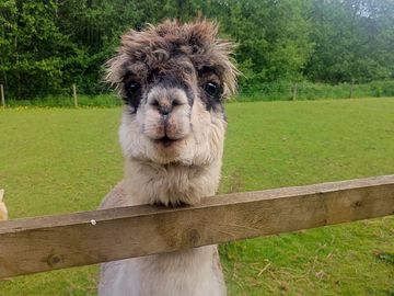 Alpaca
