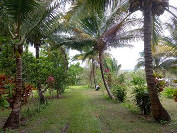 Around the site