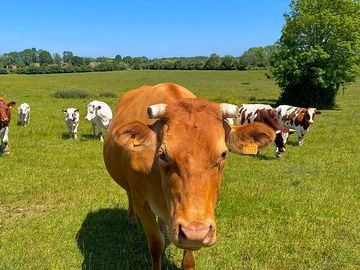Animals around the site