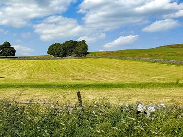 View of the field