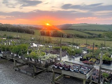 Plant sales area