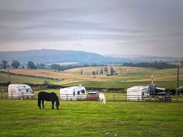 Horses grazing