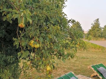 Pear trees at the vineyard