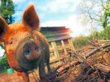 Happy farm pigs