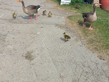 Roaming geese and goslings