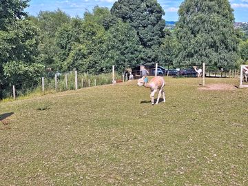 More llamas