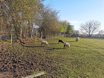 Animals on site
