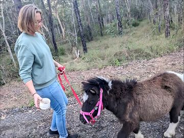 Miniature horses
