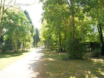 Pitches among the trees