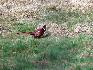Wildlife on the site