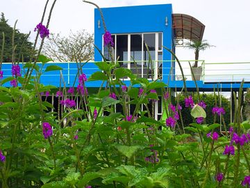 Flowers around the site