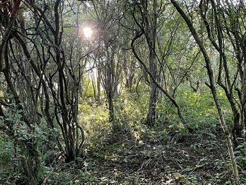 Wild woods