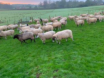 Sheep farming