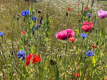 Meadow flowers