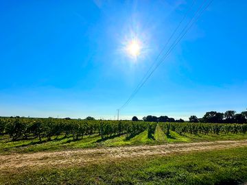 Surrounding vineyards