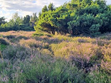 Mantingerzand heide