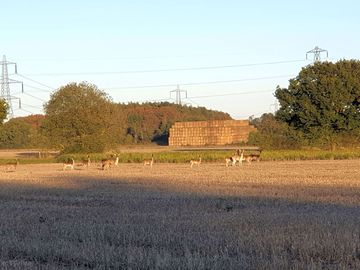 Herd of deer on the field by the site