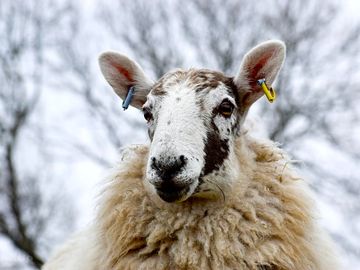 Cross-breed sheep