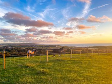 Horses in the next field