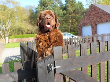 Come meet fudge - one of our family pets