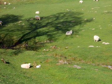 Views of the farm