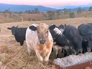 Oz sky ranch campsite
