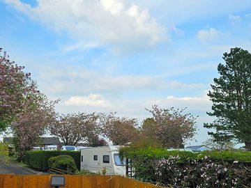 Cherry trees in bloom