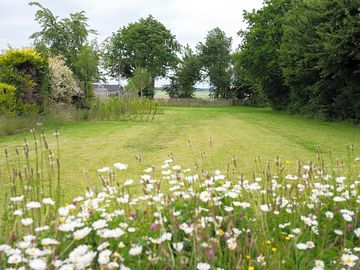 Camping field with wildflowers at the edge