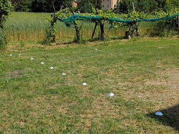 Pitches with vineyard views