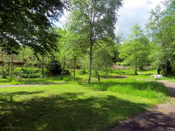 Pitches among the trees
