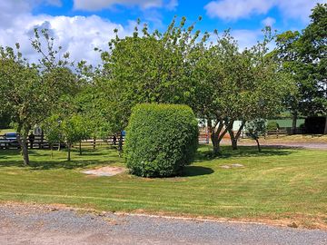 Orchard