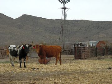 Working cattle ranch