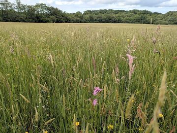 Species rich culm meadow