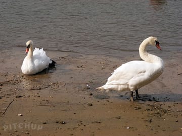 Swans on the river Frome by our private slipway (added by manager 06 Mar 2012)