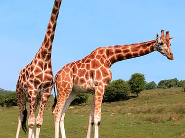 Giraffes (added by manager 23 Nov 2014)